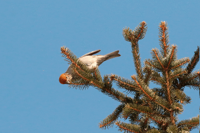Durbec des sapins femelle/ Pine Grossbeaks