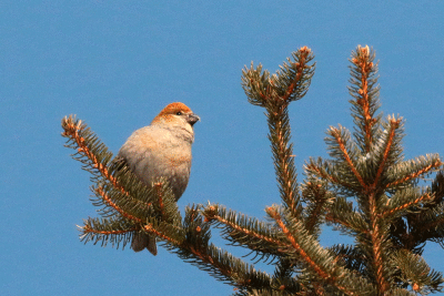 Durbec des sapins femelle/ Pine Grossbeaks