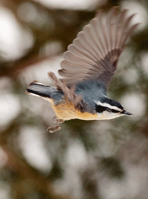 Sittelle à poitrine rousse male / Red-Breasted Nuthatch