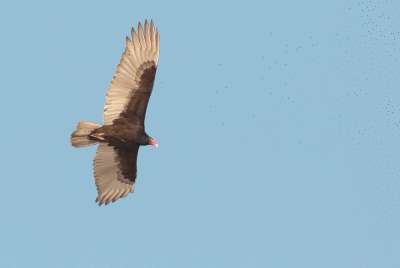 Urubu à tête rouge / Turkey Vulture