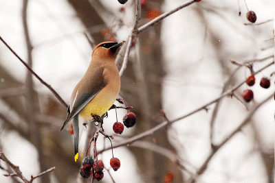 Jaseur d'Amérique / Cedar Waxwing