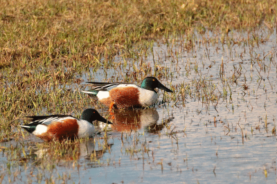 Canards souchet mâle / Northern Shoveler
