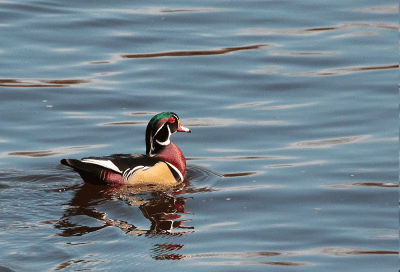 Canard Branchu mâle / Wood Duck