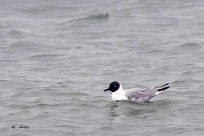 Mouette de Bonaparte / Bonaparte's Gull