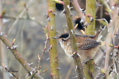 Troglodyte des marais / Marsh Wren