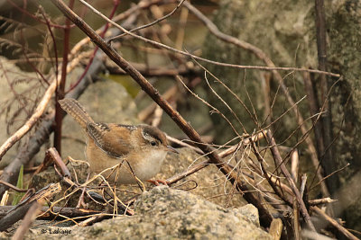 Troglodyte des marais / Marsh Wren