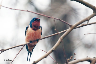 Hirondelle rustique / Barn Swallow