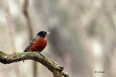 Merle d'Amérique / American Robin