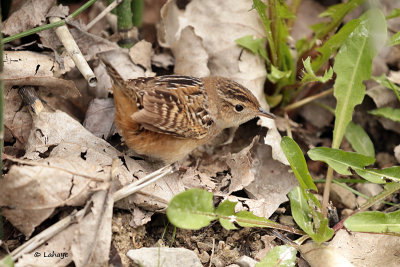 Troglodyte à bec court / Sedge Wren