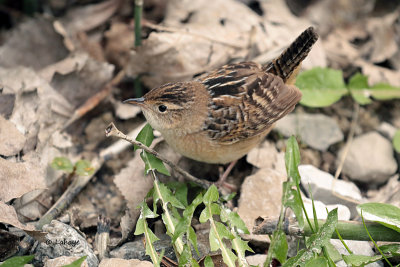 Troglodyte à bec court / Sedge Wren