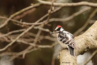 Pic chevelu / Hairy Woodpecker