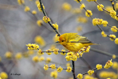 Paruline jaune / Yellow Warbler