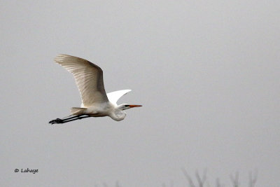 Grande aigrette / Great Egret