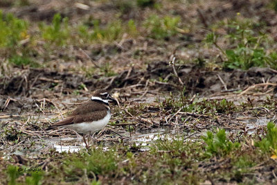 Pluvier kildir /Killdeer