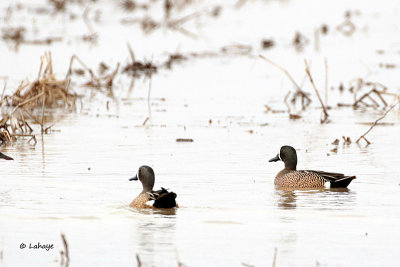 Sarcelles à ailes bleues / Blue-winged Teal
