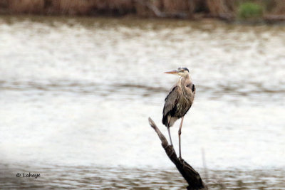 Grand héron / Great Blue Heron