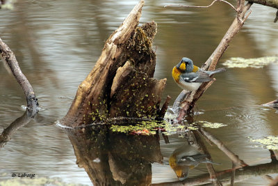 Paruline à collier / Northen Parula