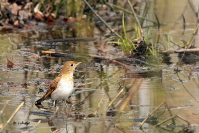 Grive fauve / Veery