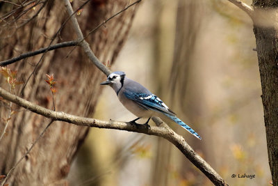 Geai bleu / Blue Jay