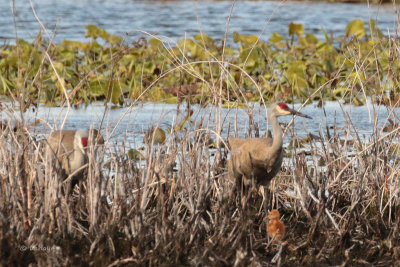 Grues du Canada / Sandhill Cranes
