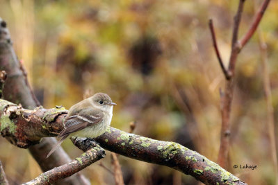 Roitelet à couronne rubis / Ruby-crowned Kinglet