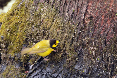 Paruline à capuchon / Hooded Warbler
