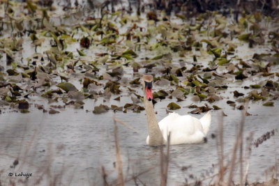 Cygne tuberculé / Mute Swan
