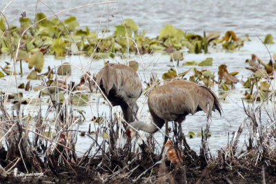 Grues du Canada / Sandhill Cranes