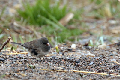 Junco ardoisé / Dark-eyed Junco