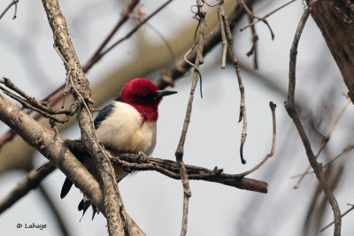 Pic à tête rouge / Red-headed Woodpecker
