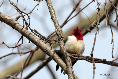 Pic à tête rouge / Red-headed Woodpecker