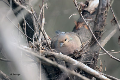 Tourterelle triste / Mourning Dove