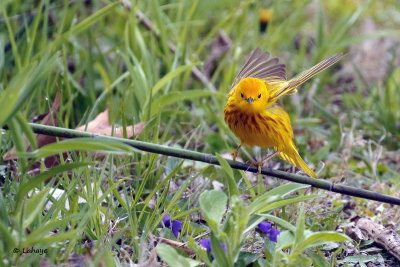 Paruline jaune / Yellow Warbler