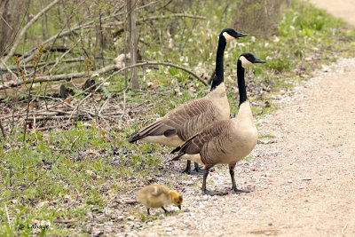 Bernaches du Canada / Canada Geese
