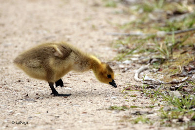 Bernache du Canada / Canada Goose