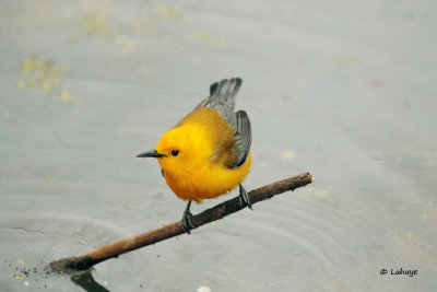 Paruline orangée / Prothonotary Warbler
