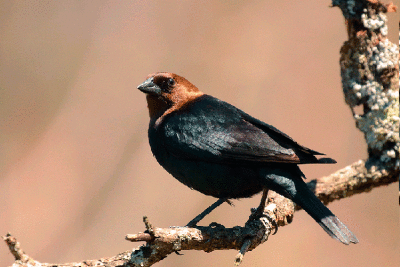 Vacher à tête brune / Brown-headed Cowbird