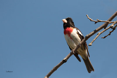 Cardinal à poitrine rose male / Rose-breasted Grosbeak
