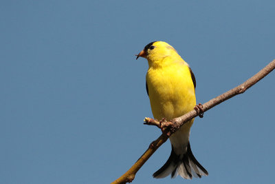 Chardonneret jaune / American Goldfinch