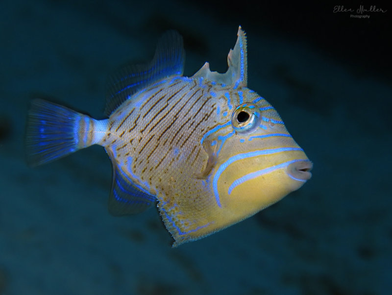 queen trigger fish