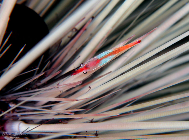 Urchin Shrimp