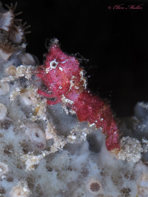 Roughback Shrimp