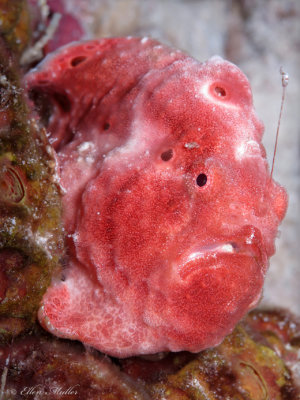 Pink Frog