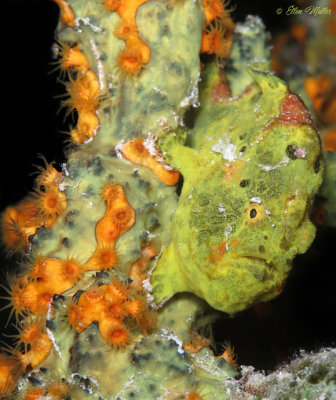 Ebby's Frog