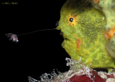 Frogfish Lure