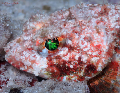 Mushroom Scorpionfish