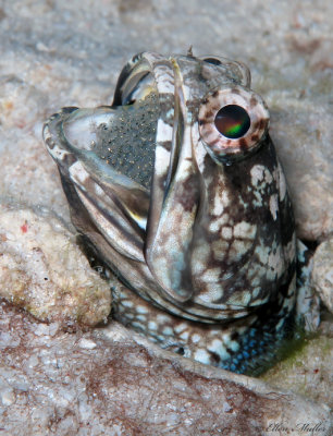 Jawfish w/Eggs