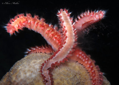 Spawning Fireworms