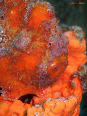 Orange Frog