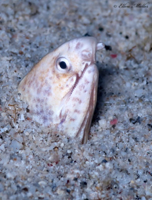 Stripe Eel